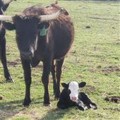 Barnyard