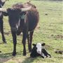 Barnyard