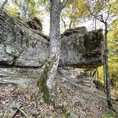 Redbud Valley