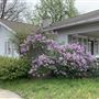 Cherry Street bungalow