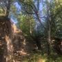 Chandler Park - Woods